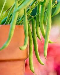 Maybe you would like to learn more about one of these? The Best 11 Vegetables To Grow In Pots And Containers Gardener S Path