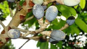 Image result for Canarium