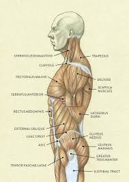 This muscle is divided into three named parts: Muscles Of The Neck And Torso Classic Human Anatomy In Motion The Artist S Guide To The Dynamics Of Figure Drawing