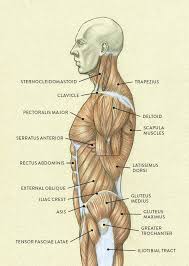 Muscles of the torso learn by taking a quiz. Muscles Of The Neck And Torso Classic Human Anatomy In Motion The Artist S Guide To The Dynamics Of Figure Drawing