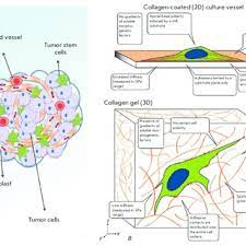 Malignant tumor ae med. bösartige geschwulst. Malignant Tumor Structure A A Schematic View Adapted From 8 And Download Scientific Diagram