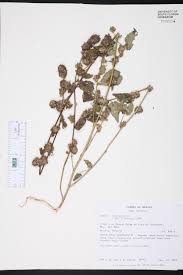 Image result for Sida urens