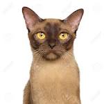 Burmese Kittens For Sale by Reputable Breeders | Pets4You