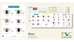 Fsc Fold Out Id Chart Bees Identification Guide
