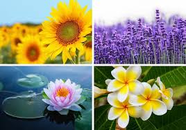 For the most powerful scent of all, try the larger lavandula x intermedia grosso. 30 Pretty Summer Flowers For Your Garden Home Stratosphere