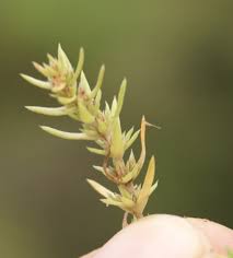 Image result for Crassula schimperi