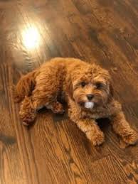 I live in illinois with my adopted family. Cavapoo Cavoodle Puppies For Sale In Il Dreamcatcher Hill Puppies
