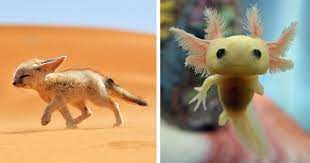 This is not the place to find good breeders for animals nor can anyone here help you breed animals. 40 Rare Animal Babies You Ve Probably Never Seen Before Rare Animals Baby Animals Cute Baby Animals