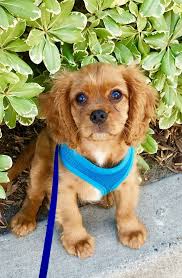 Maybe you would like to learn more about one of these? Truly Tlc Pet Sitting Gift Cards And Gift Certificates Foothill Ranch Ca Giftrocket