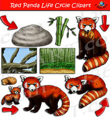 Red pandas are cute and adorable animals. Red Pandas Worksheets Teaching Resources Teachers Pay Teachers