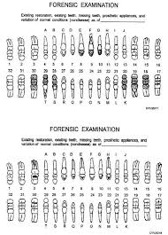 Primary Tooth Chart Margarethaydon Com