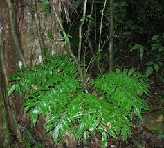 Image result for Lomariopsis