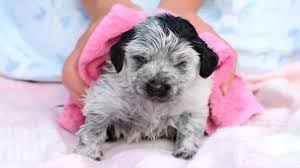 Rinse your puppy, thoroughly washing out the shampoo suds. 3 Ways To Bathe A Newborn Puppy Wikihow