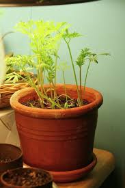 Some caution should be taken when growing yarrow, as in the right conditions, it can become invasive and will then be in need of control. 13 Easiest Edible Plants To Grow Indoors India Gardening
