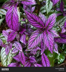 See more ideas about dwarf plants, mangrove swamp, plants. Colorful Royal Purple Image Photo Free Trial Bigstock