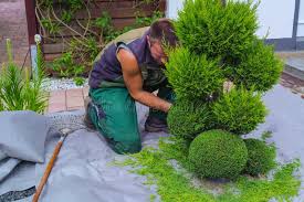 Image result for cuttings thujas