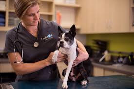 Looking for a new vet practice? Affordable Veterinarians For Dogs Puppies Cats Kittens Thrive Vet