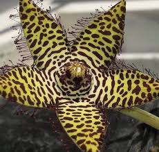 Image result for Orbea maculata