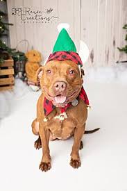 Search for dogs for adoption at shelters near dayton, oh. Adopt A Pet Petsmart Charities