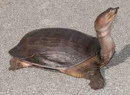 The amazing world of gumball is an animated comedy television series created by ben bocquelet for cartoon network. Trionyx Aggressive