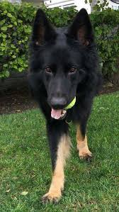 Black And Tan Puppies German Shepherd Black Tan No Queston German Shepherd Dogs Black German Shepherd German Shepherd