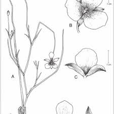 Maybe you would like to learn more about one of these? Pdf Validation Of Calochortus Ownbeyi Liliaceae A New Species From Northwestern Mexico