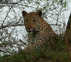 джеральд даррелл моя семья и другие звери краткое содержание Http Chitatelskij Dnevnik Ru Kratkoe Soderzhanie 5 6 Predlzhenij Darrell Moya Semya I Drugie Zveri