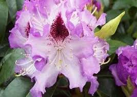 Late season plant height when just beginning to show color the flowerbuds on polar night rhododendron are so dark they appear black and then maintain a rich deep dark purple bloom. Types Of Rhododendrons 10 Irresistible Varieties For Your Garden Bob Vila
