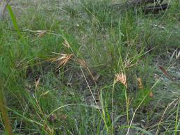 Image result for Themeda triandra
