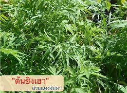 สำหรับต้นออมเงินออมทองแคระ สามารถหาซื้อได้ตามแหล่งขายพรรณไม้ทั่วไป โดยราคาเริ่มต้นที่ 20 บาท ความถูกแพงขึ้นอยู่. à¸‚à¸²à¸¢à¹‚à¸à¸à¸ˆ à¸¬à¸²à¸¥ à¸¡à¸žà¸² à¸£à¸²à¸„à¸²à¸– à¸ à¹à¸«à¸¥ à¸‡à¸£à¸§à¸¡à¹‚à¸à¸à¸ˆ à¸¬à¸²à¸¥ à¸¡à¸žà¸² à¸¡ à¸«à¸¥à¸²à¸¢à¸£ à¸²à¸™à¹ƒà¸« à¹€à¸¥ à¸­à¸à¸‹ à¸­