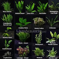 Pin By Jesus Briceno On Plantas Acuaticas In 2020 Planted Aquarium Freshwater Aquarium Plants Aquarium Fish