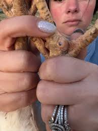 What can I do to prevent bumble foot from getting worse?