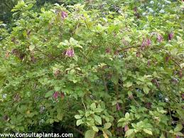 Image result for Iochroma