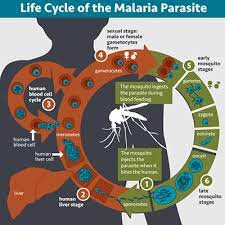 Pada nyamuk fase seksual terjadi pada lambung nyamuk. Malaria Parasite Mosquito And Human Host Nih National Institute Of Allergy And Infectious Diseases