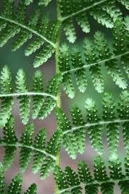 Image result for Dennstaedtiaceae