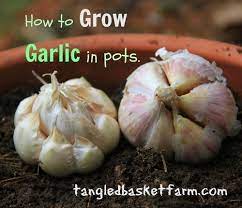 How To Grow Garlic In Pots Growing Garlic Growing Vegetables Garlic