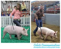 Showmanship Showing Livestock Pig Showing Showmanship