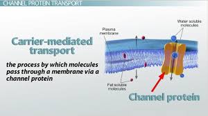 Check spelling or type a new query. Channel Protein Definition Function Video Lesson Transcript Study Com