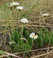 Image result for Gerbera viridifolia