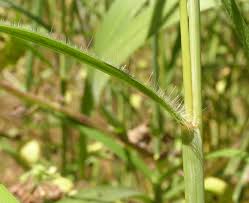 Image result for Cenchrus polystachios