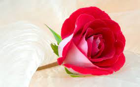 Gulab Flower Image And Wallpapers Download Rose Flower Wallpaper Rose Flower Hd Love Rose Flower Send beautiful rose day wallpapers and greeting to your lovers.