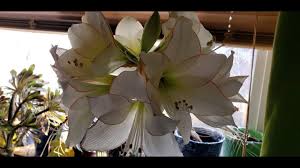 Growing Amaryllis Bulbs Over And Over Again Youtube In 2021 Amaryllis Bulbs Amaryllis Care Amaryllis