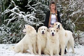 Cendres brutes et s'occupent pas. Accueil Elevage Du Grand Seigneur Des Pyrenees Eleveur De Chiens Chien De Montagne Des Pyrenees