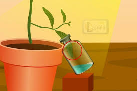 Selain yang mengandung zat hijau daun, ada juga makhluk hidup yang berfotosintesis yaitu alga. Bukti Bukti Peristiwa Fotosintesis Halaman All Kompas Com