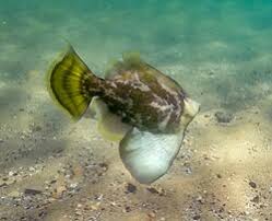 Image result for Monanthotaxis chasei