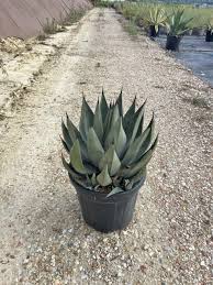 Image result for Agavaceae