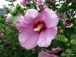 「ムクゲ 。画像。」の画像検索結果