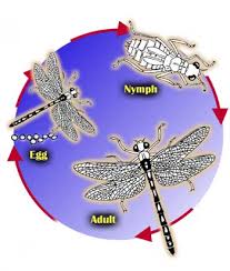 Image result for life cycle of a dragonfly