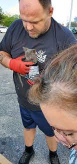 Aldi parking lot strangers help rescue a lost kitty