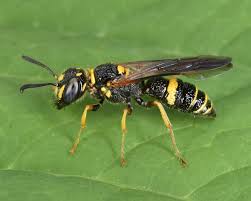 Image result for Philenoptera bussei